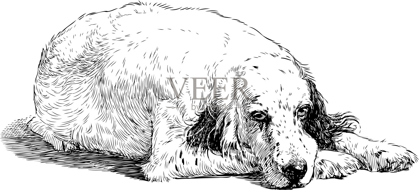 一只悲伤的西班牙猎犬的素描插画图片素材