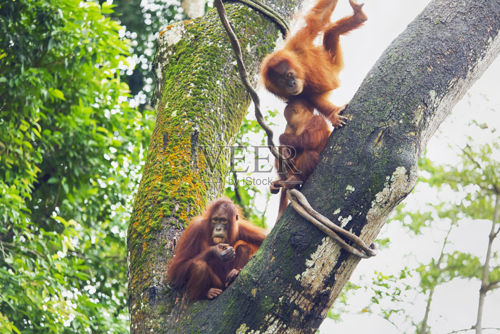 小猩猩在树上休息照片摄影图片