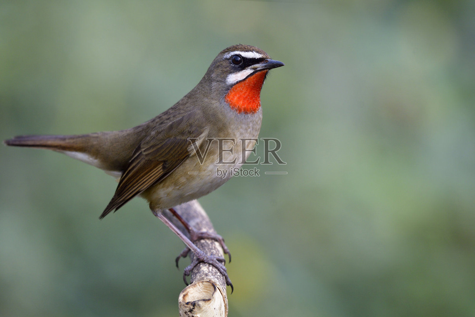 西伯利亚红喉(Calliope Calliope)美丽的鲜红脖子鸟平静地栖息在树枝上，尾巴在绿色模糊的背景上摆动，惊讶的动物照片摄影图片