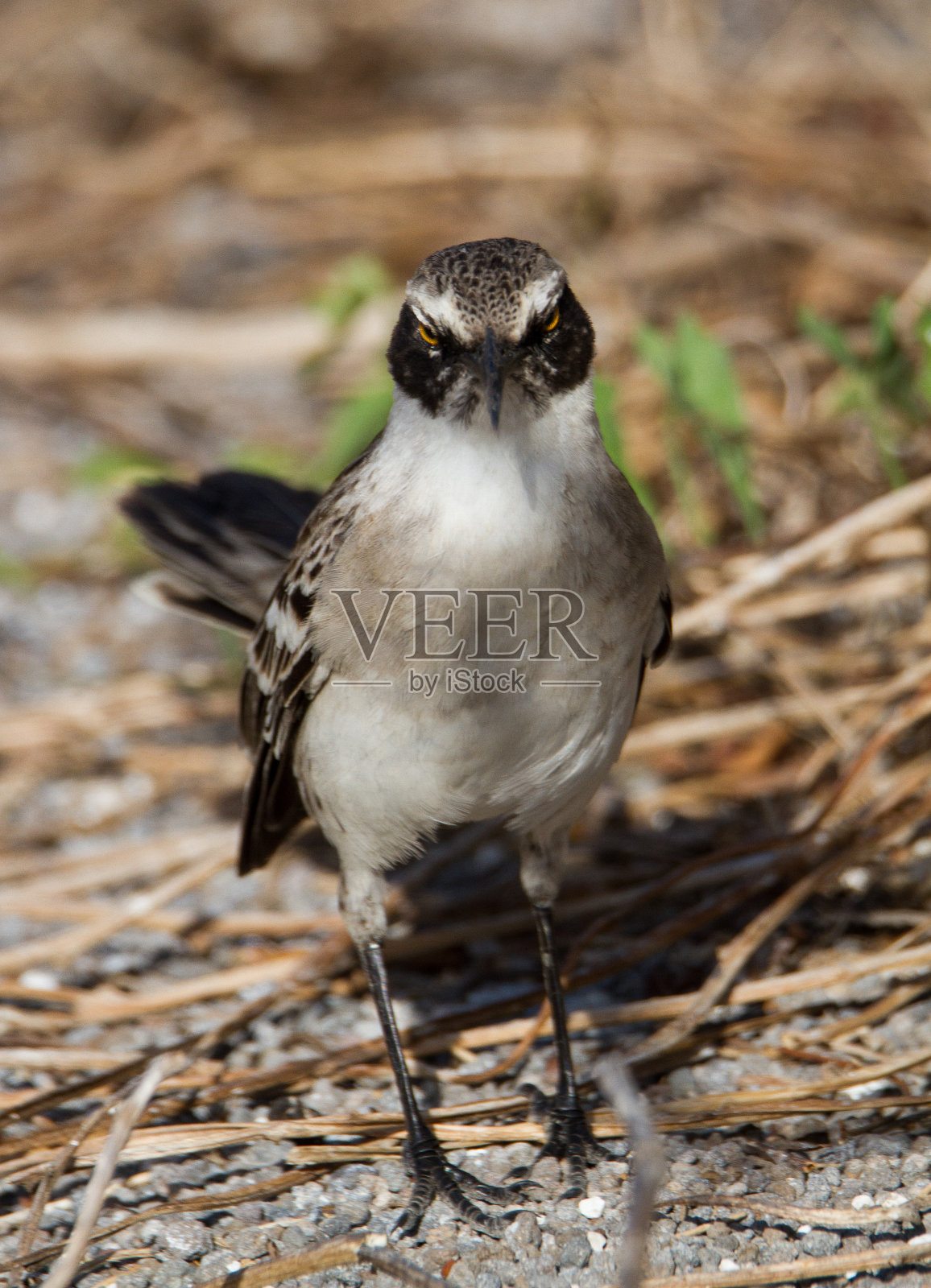 加拉帕戈斯嘲鸟(微小Mimus parvulus)，热诺维萨岛，加拉帕戈斯群岛，厄瓜多尔照片摄影图片