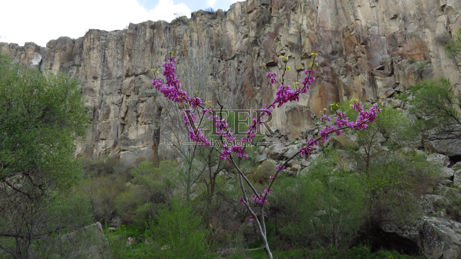 卡帕多西亚伊赫拉山谷的粉红花朵照片摄影图片