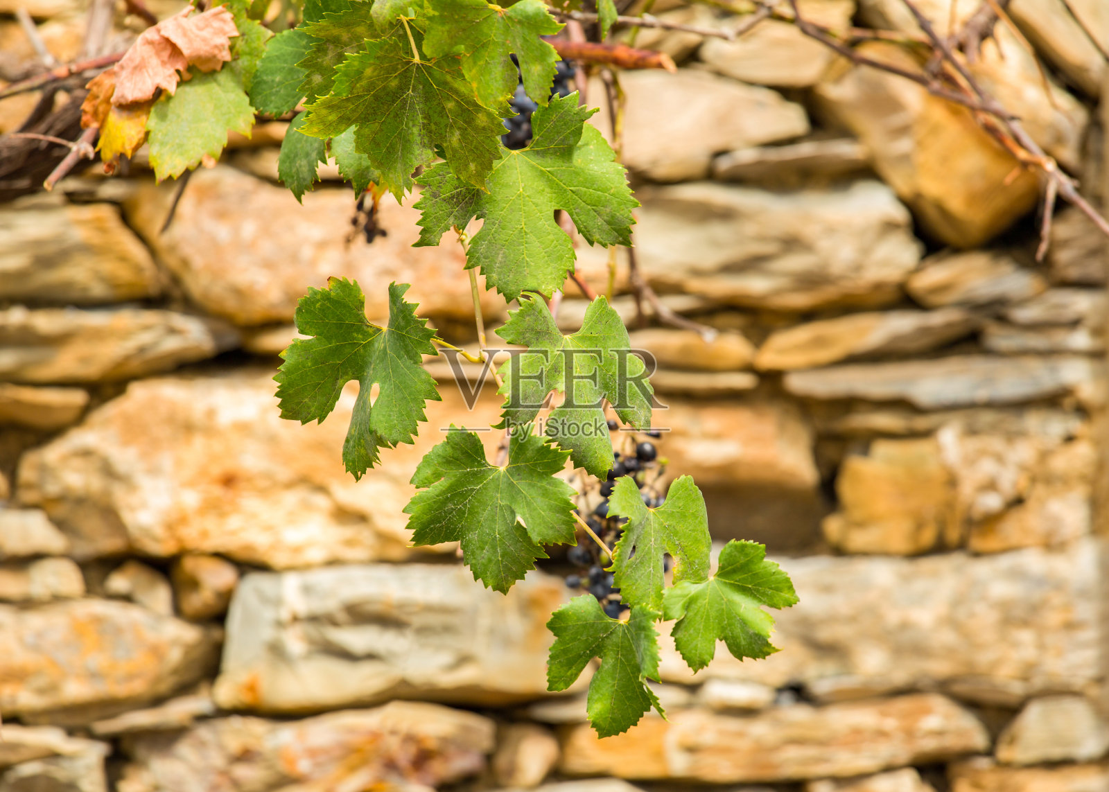 古老的石墙和绿色的葡萄枝叶，利古里亚，意大利照片摄影图片