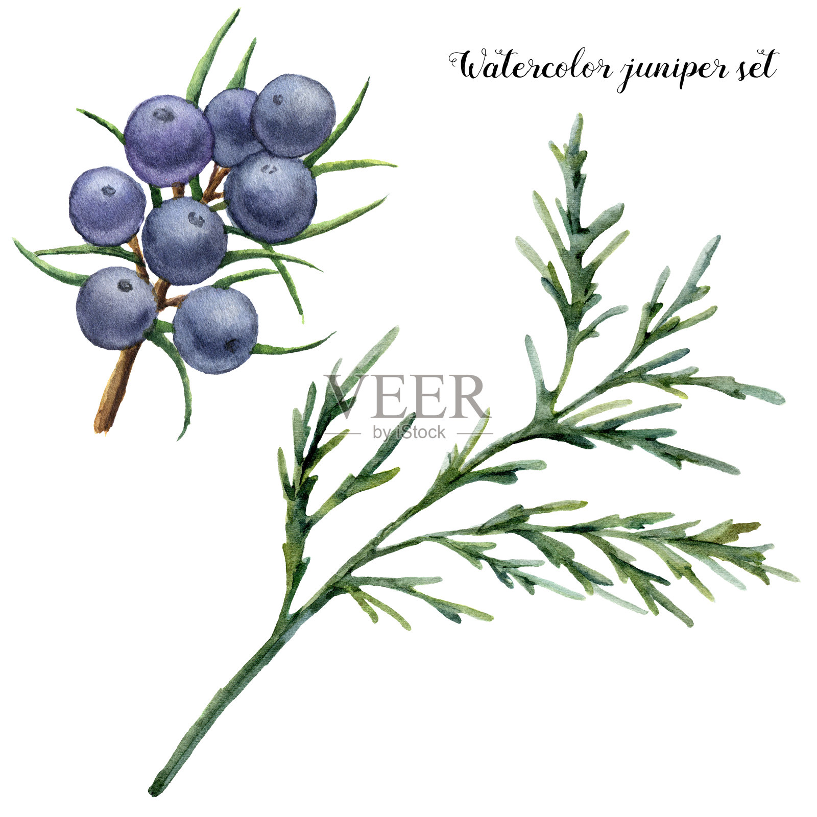 水彩juniper集。手工绘制的蓝色浆果和杜松枝孤立在白色的背景。植物花卉插图。用于设计或印刷。插画图片素材