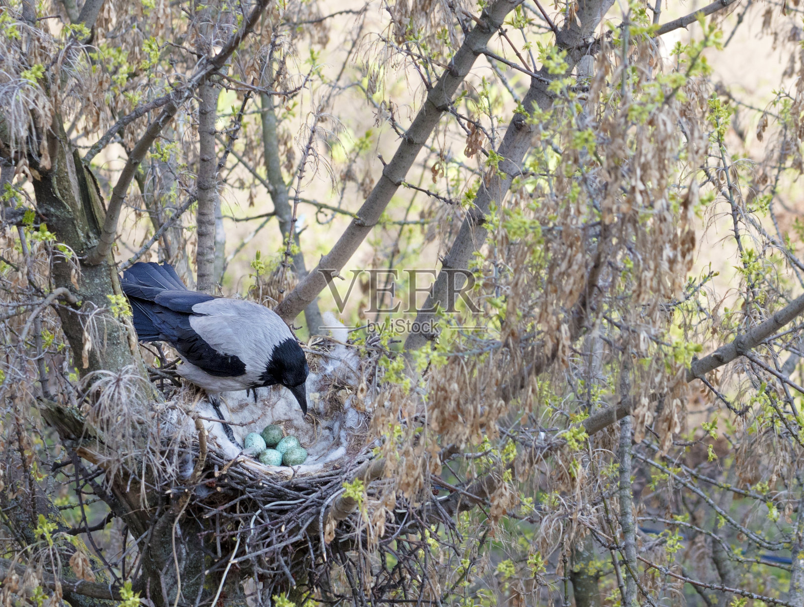 一只小乌鸦看着自己在巢里下蛋照片摄影图片