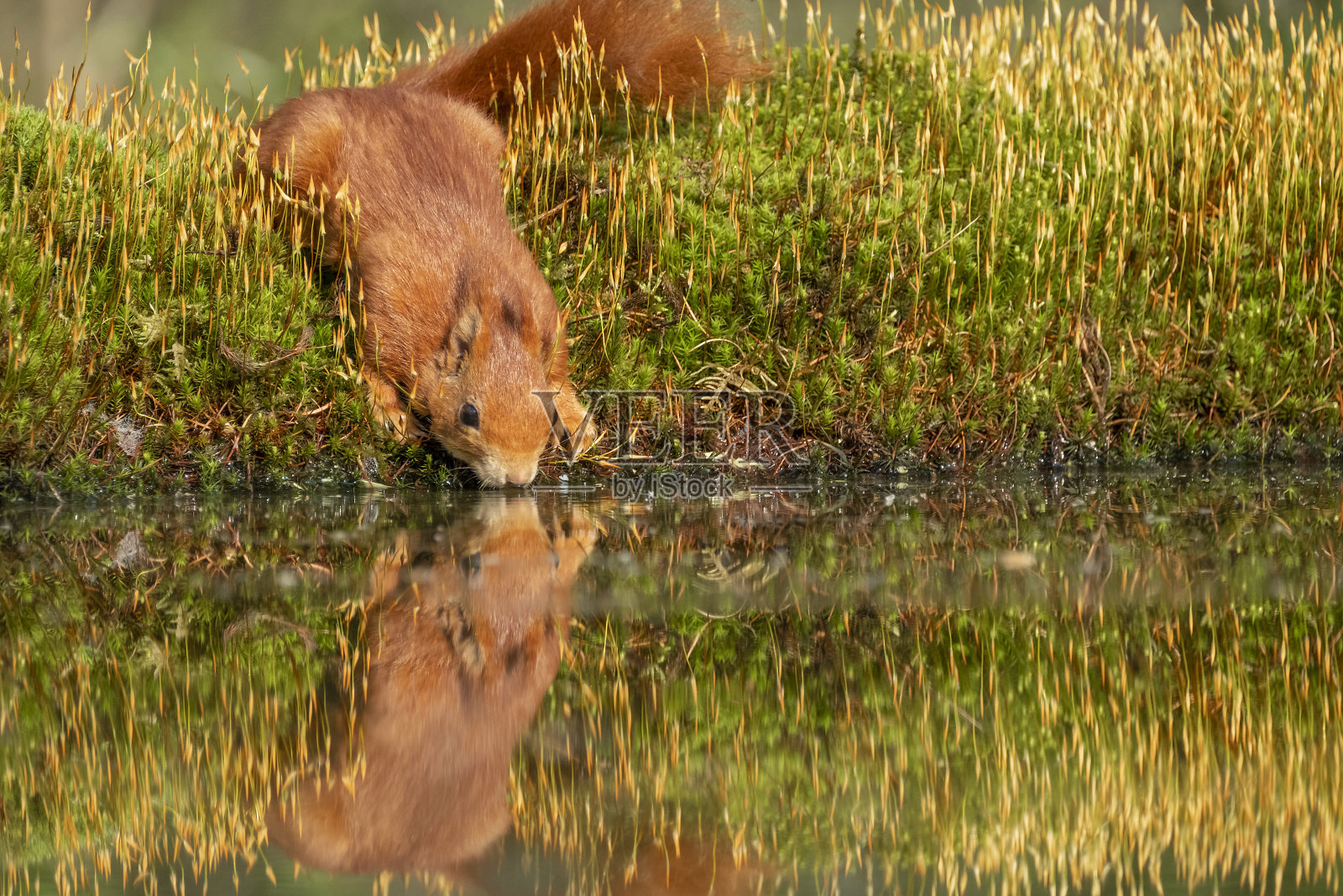 松鼠在水边喝水照片摄影图片