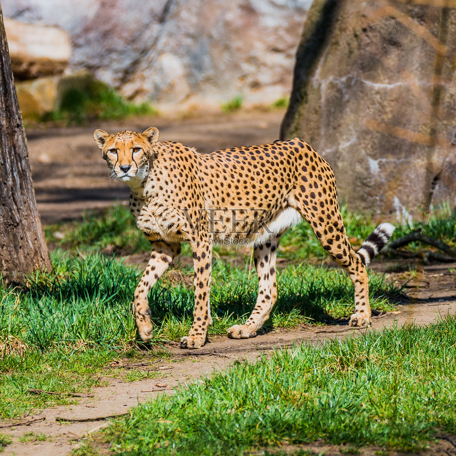 强壮而快速的非洲猎豹特写照片摄影图片