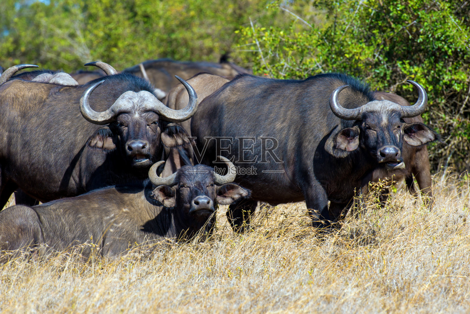 非洲野牛照片摄影图片