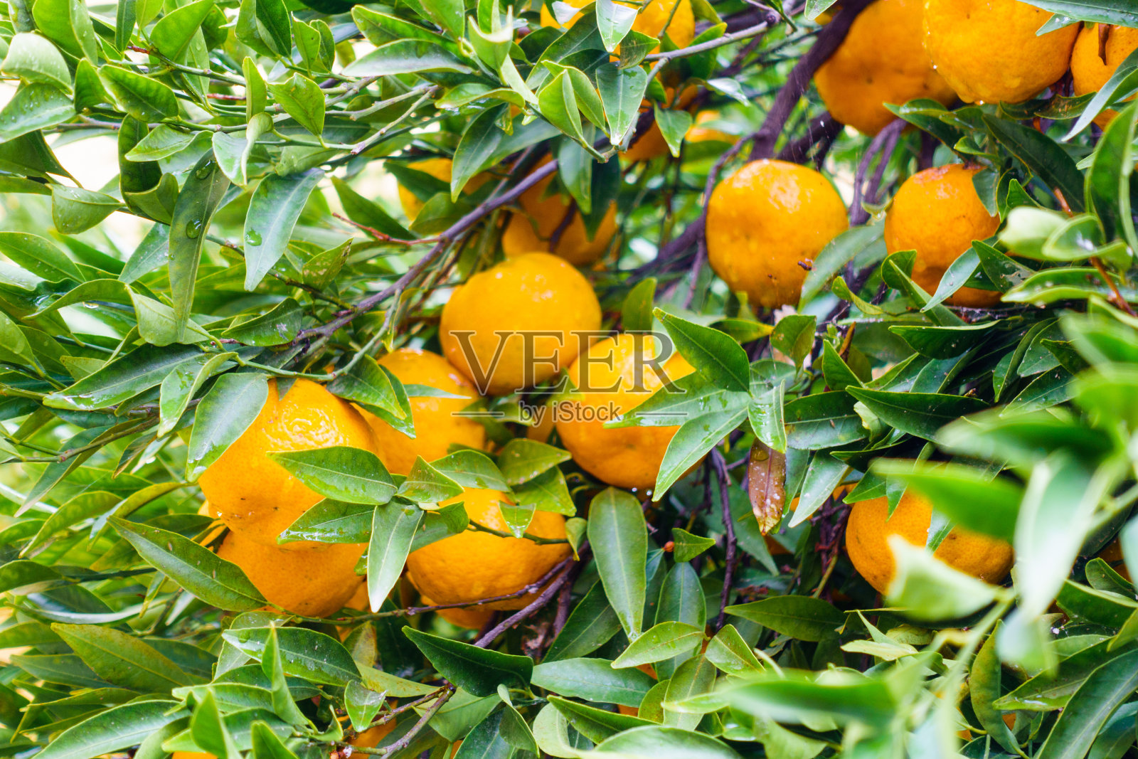 希腊树上橘黄色水果的特写照片摄影图片