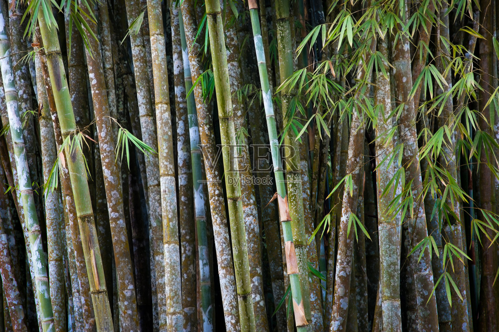 竹类植物的分支照片摄影图片