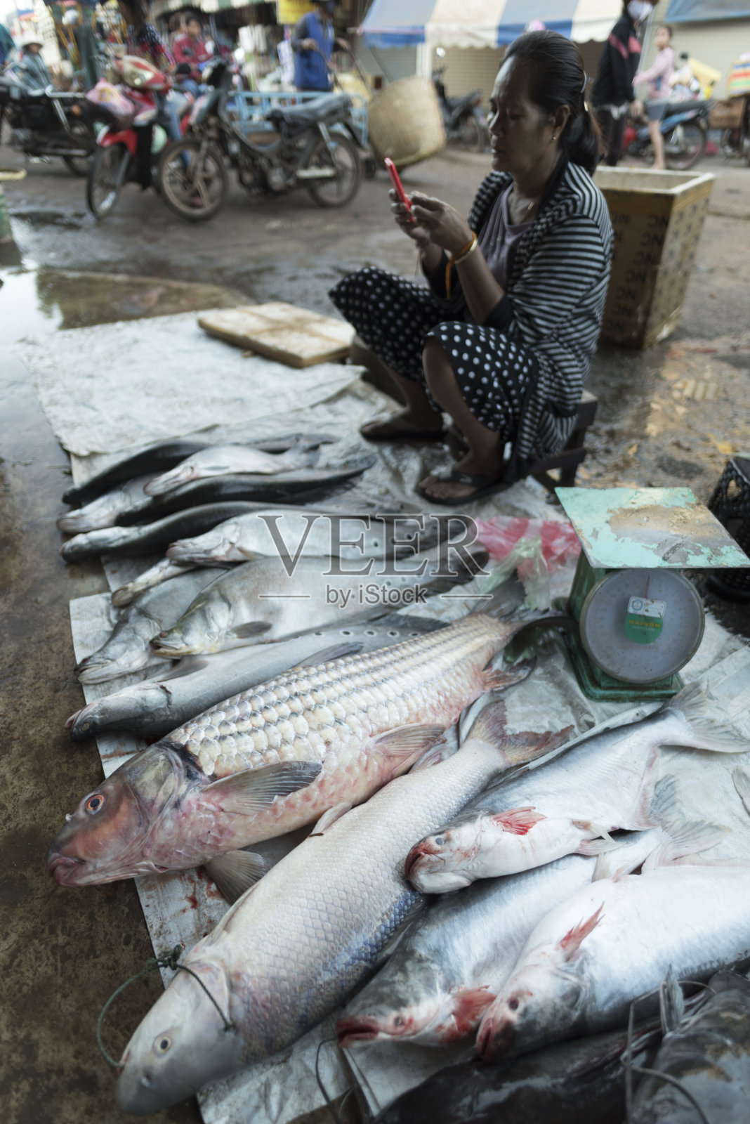 老挝当地市场的淡水鱼。照片摄影图片