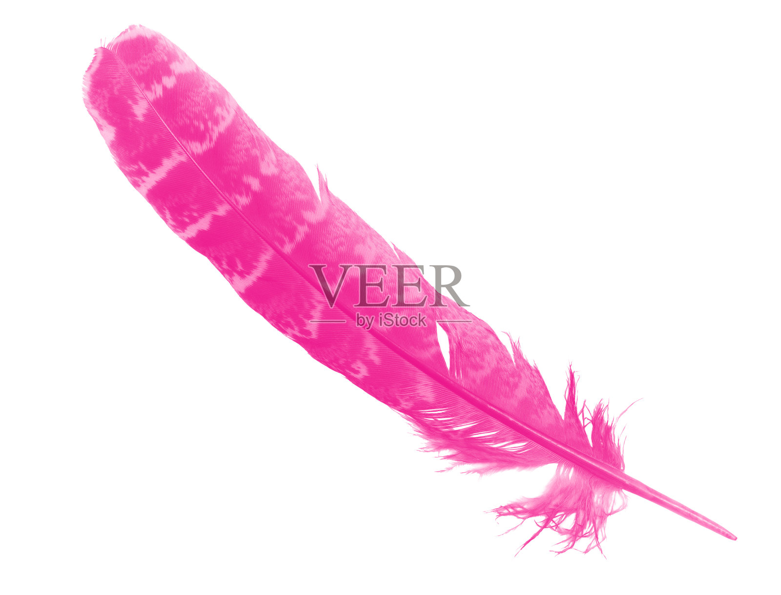 美丽的粉红色洋红色羽毛孤立在白色背景上照片摄影图片