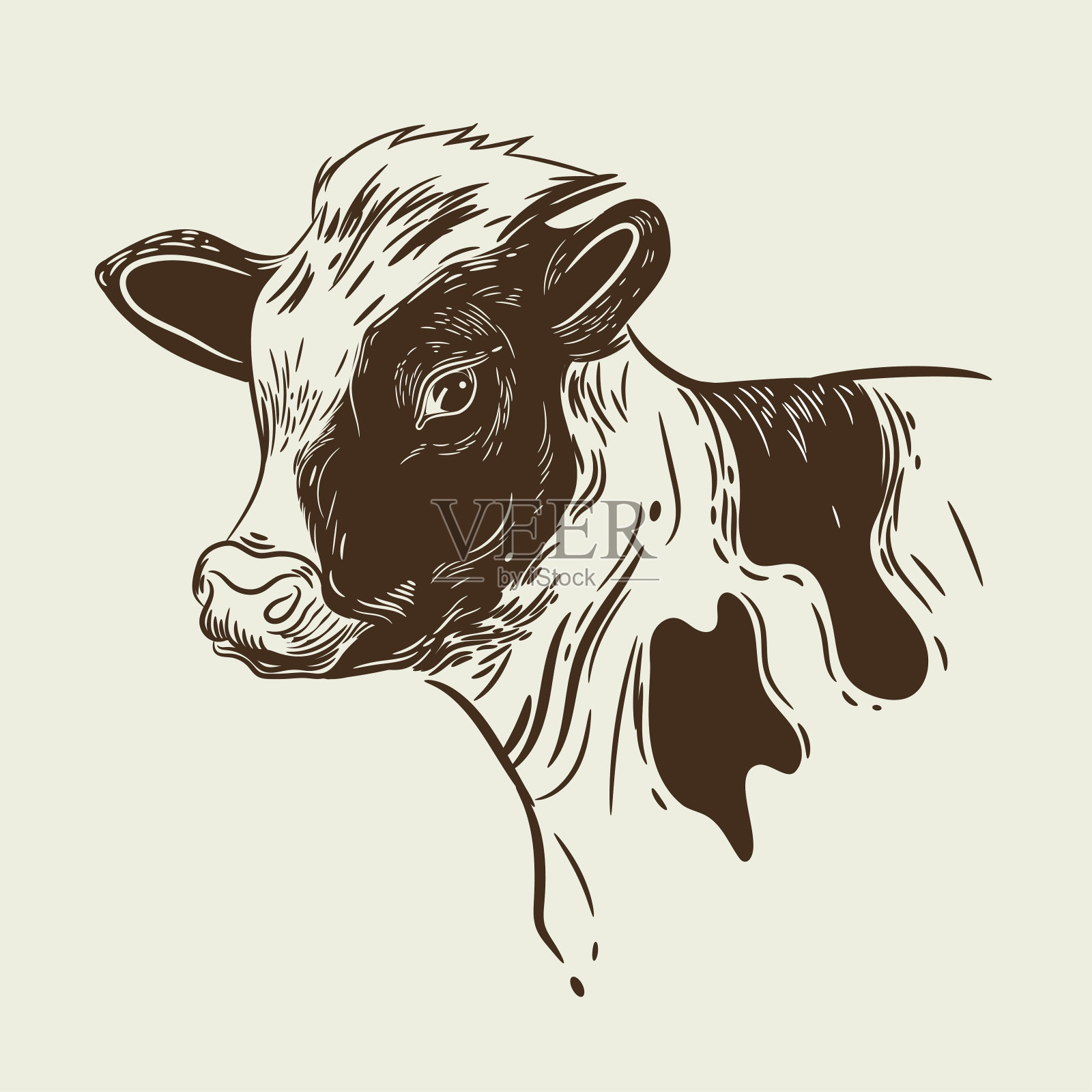 小牛头部的矢量图像插画图片素材