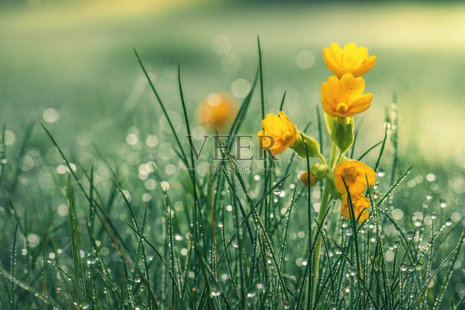 晨露中美丽的黄色雏菊。景深浅。自然的壁纸。照片摄影图片