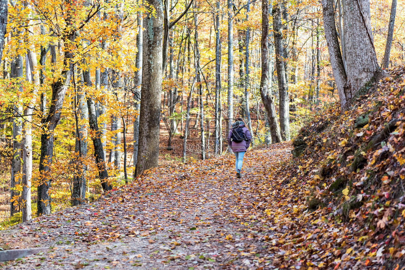 在哈珀的渡口徒步旅行的小径，年轻的女人在寒冷的大衣走在五颜六色的桔黄色树叶秋天秋天的森林与许多落叶的路径在西弗吉尼亚州照片摄影图片