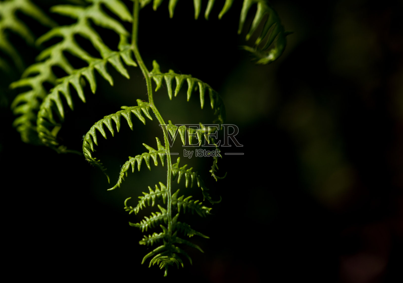 新鲜茂盛的森林蕨类植物在黑暗和光明中生长照片摄影图片