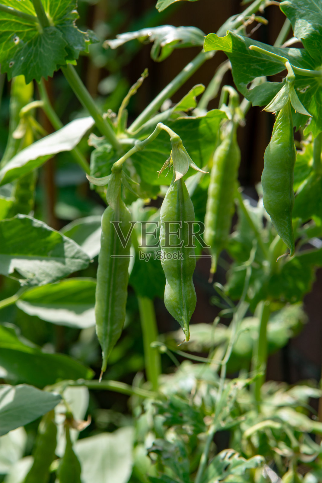 甜豌豆和绿豌豆种植在农民的花园里照片摄影图片