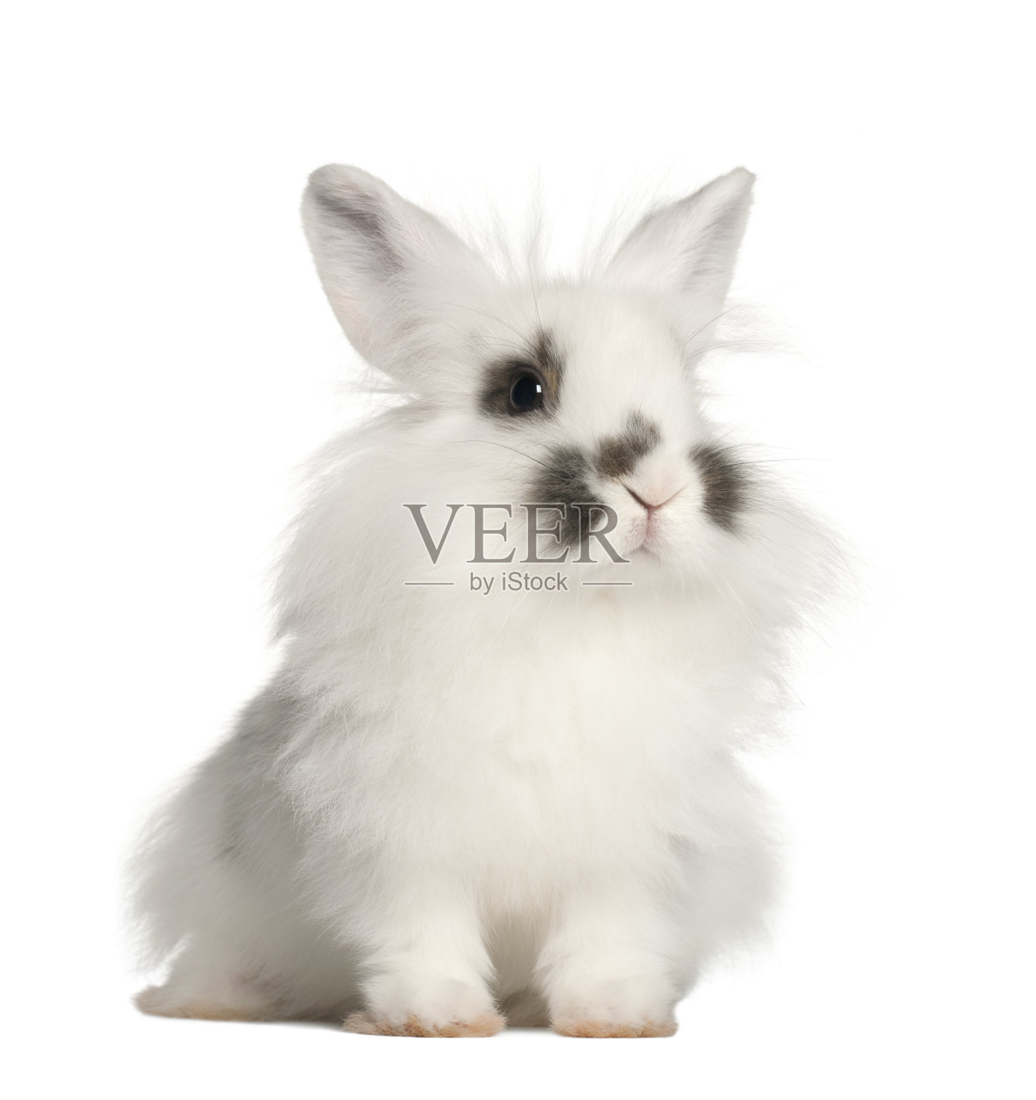 兔子坐在白色背景前照片摄影图片