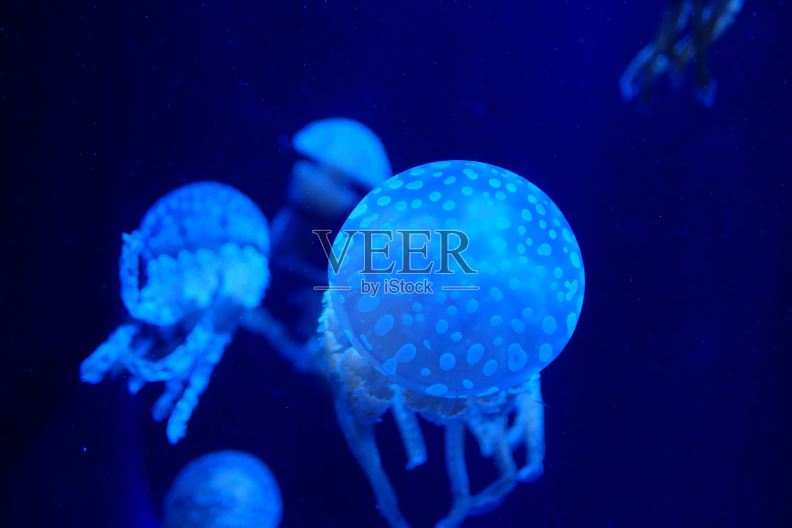 深蓝色的大海里美丽的水母照片摄影图片