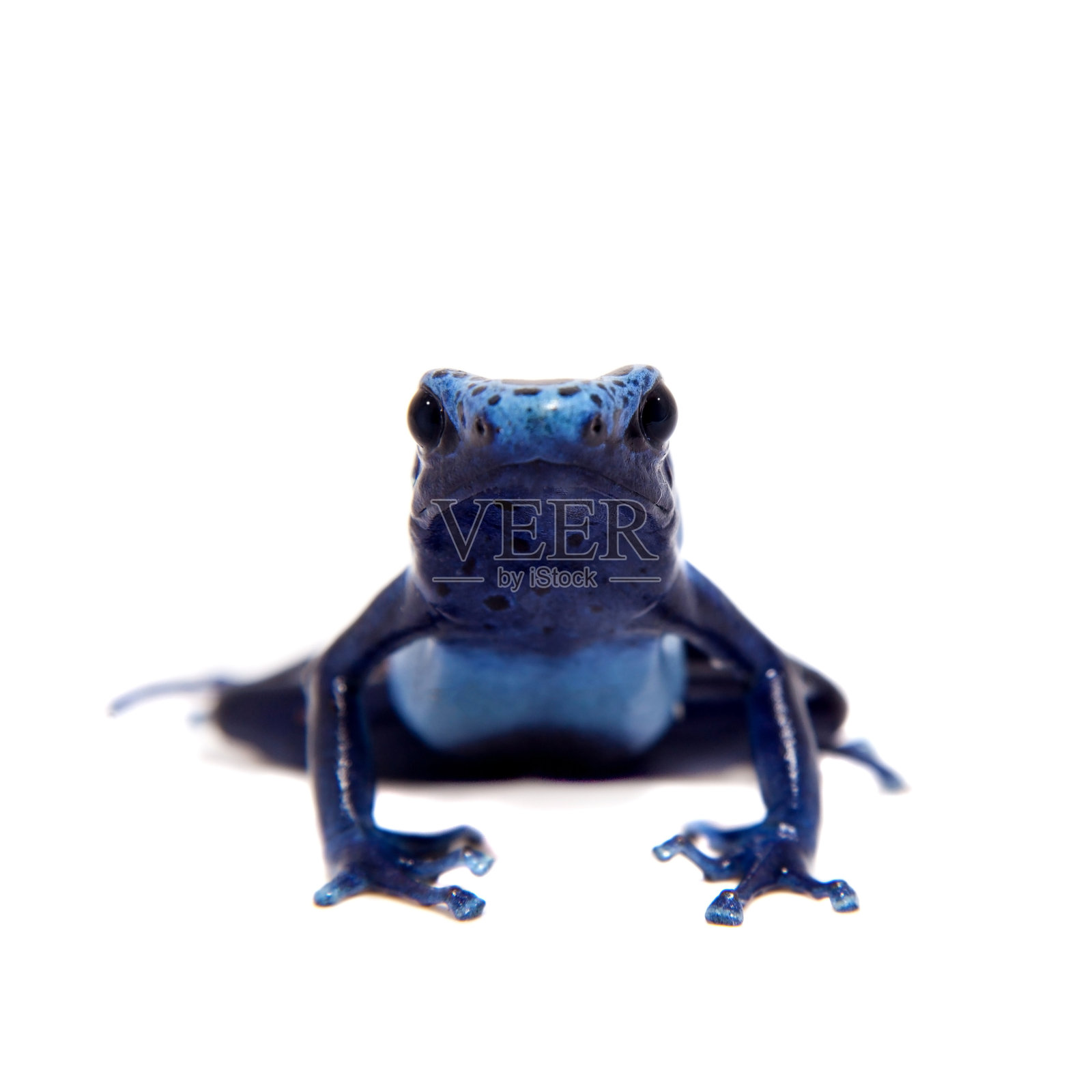 蓝色箭毒蛙，紫斑石蛙，白色照片摄影图片