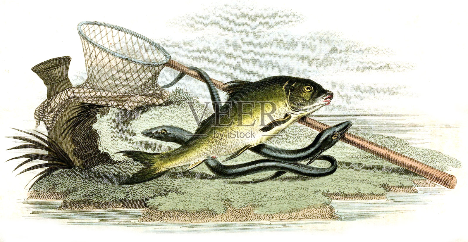 鲤鱼和鳗鱼插画图片素材