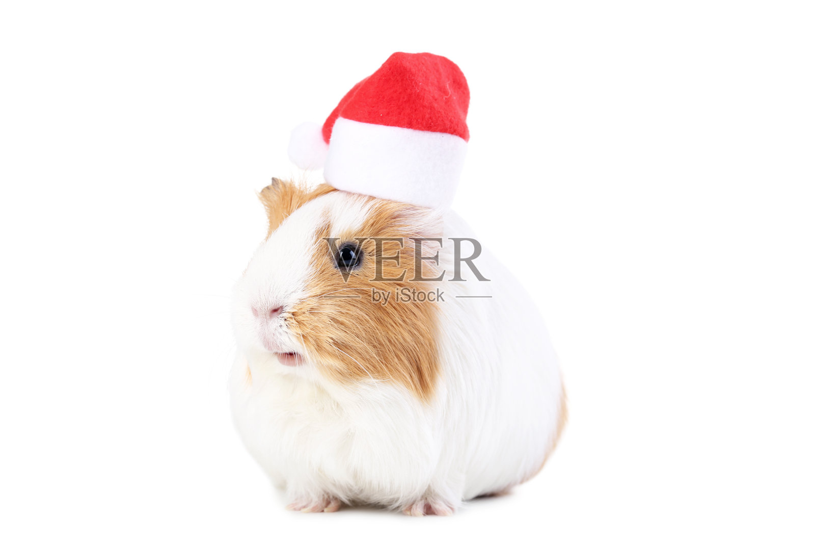 戴着圣诞帽的豚鼠被孤立在白色背景上照片摄影图片
