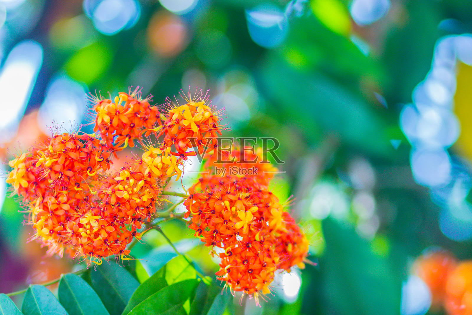 彩色的橙色和黄色的花盛开的萨拉卡asoca萨拉卡indicalinn树saraca