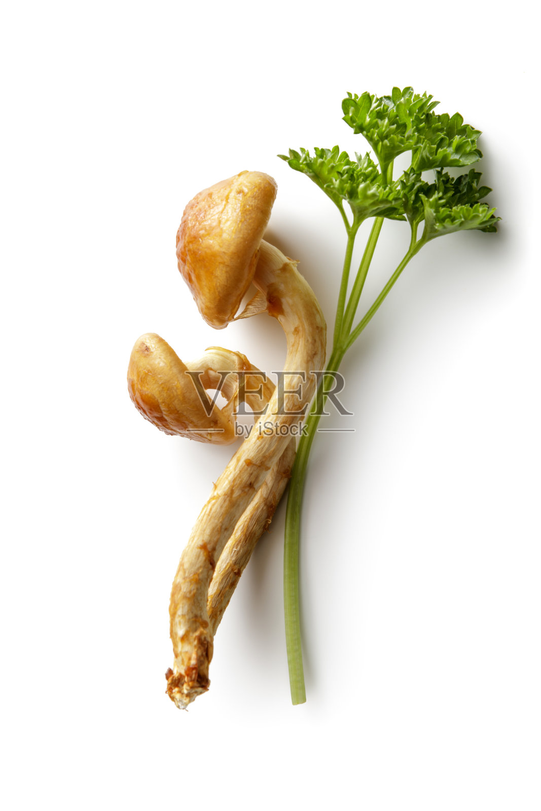 蘑菇:Shimeji蘑菇和欧芹分离在白色背景照片摄影图片