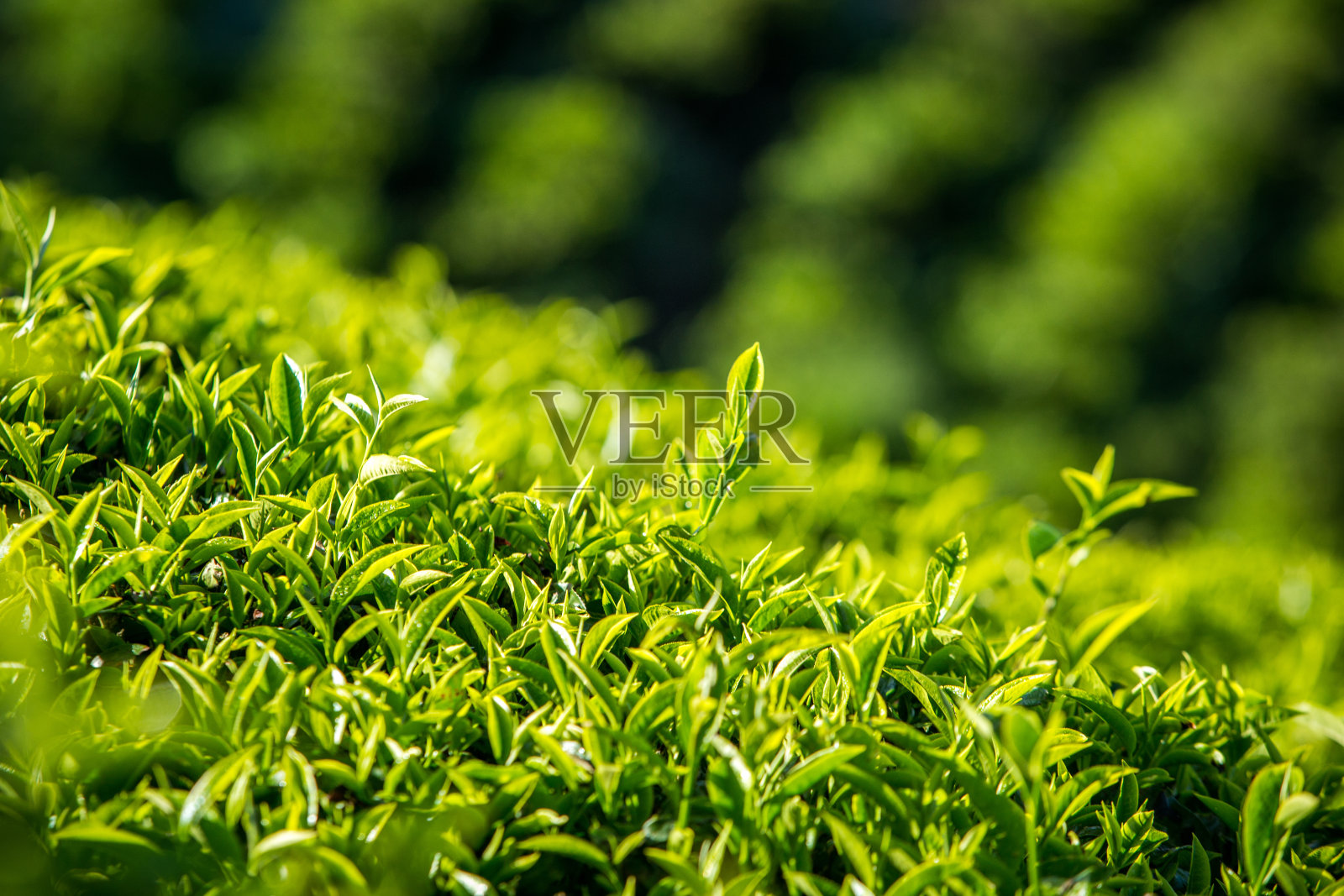 越南大叻茶园的新鲜茶叶照片摄影图片