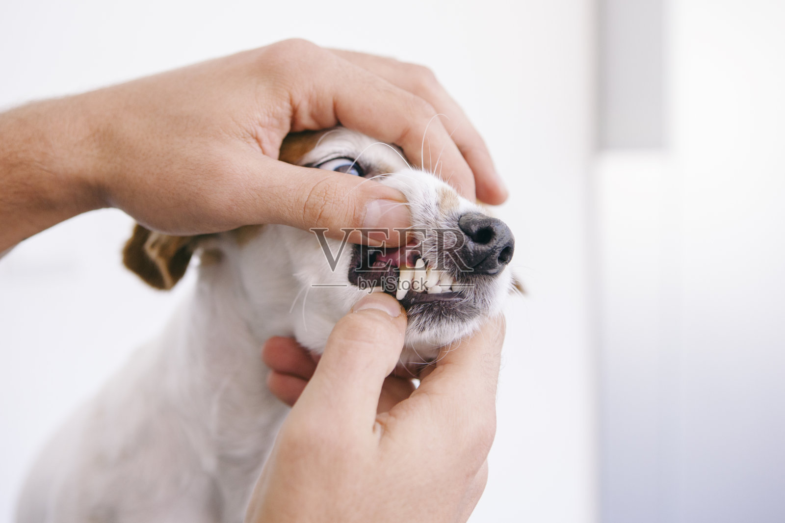 狗狗在看牙医照片摄影图片