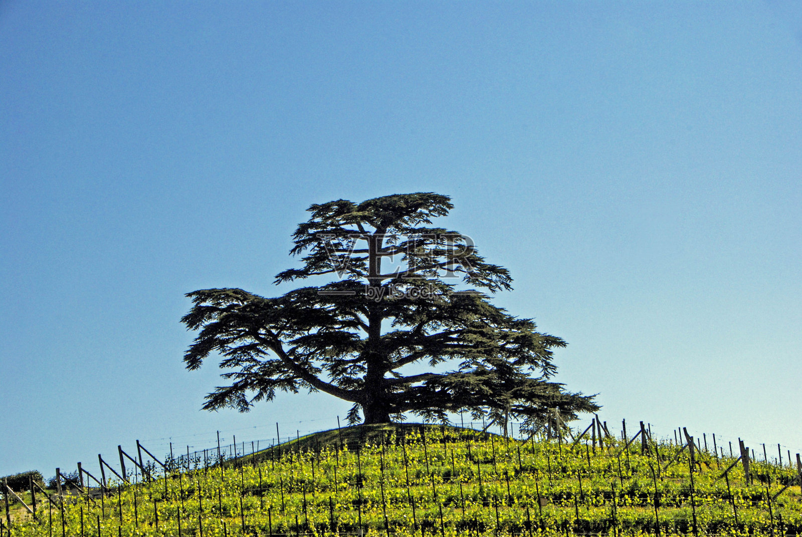 黎巴嫩的香柏树照片摄影图片