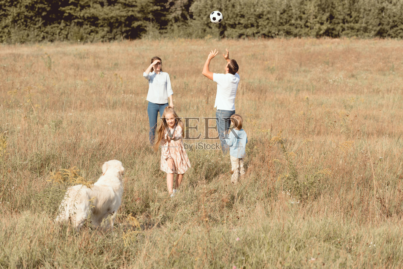 美丽的年轻家庭与寻回犬一起在田野里玩耍照片摄影图片