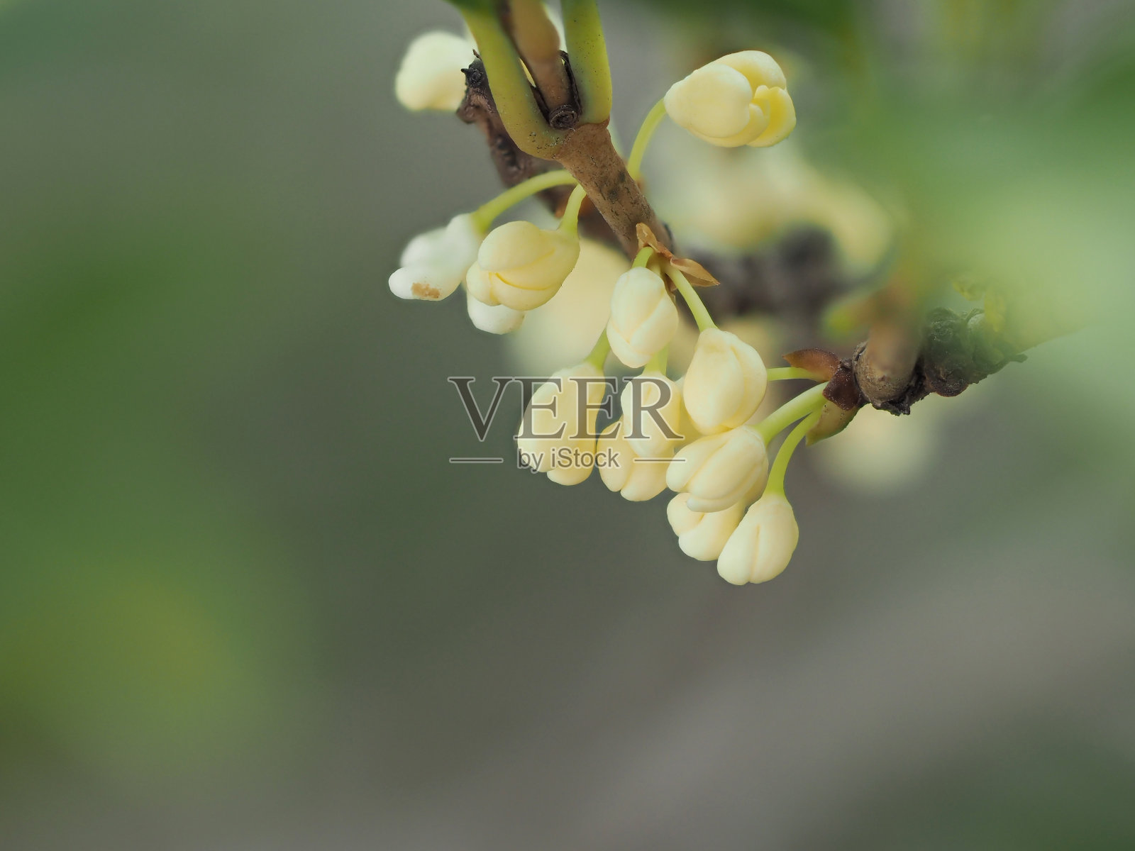 一群桂花或橄榄花在树上开花，近距离观看。照片摄影图片