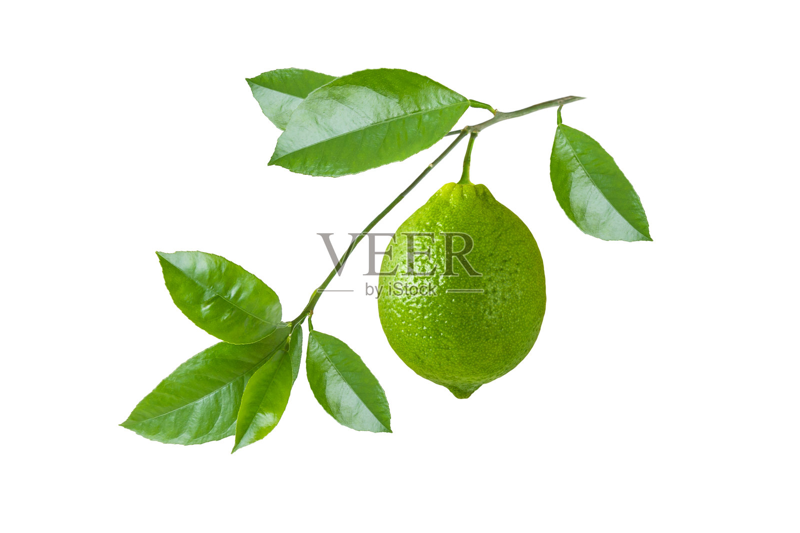 绿色的酸橙果实在枝上，叶子孤立在白色的背景上照片摄影图片