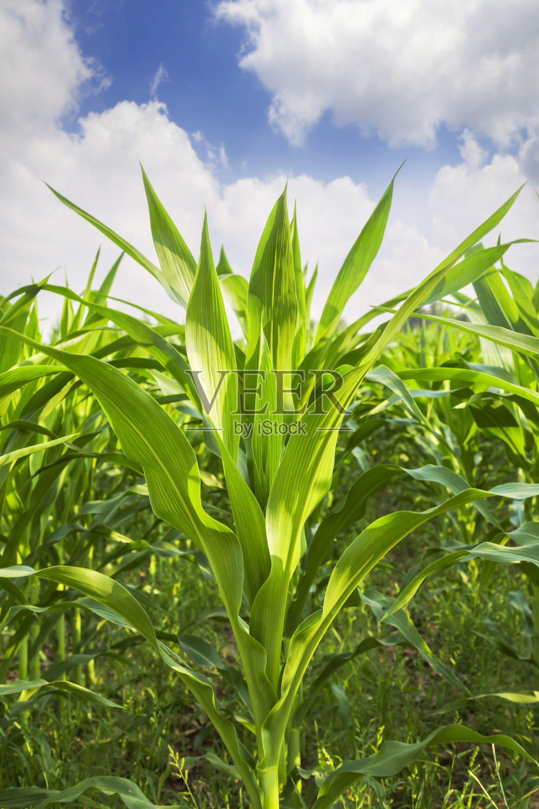 玉米长大的样子图片