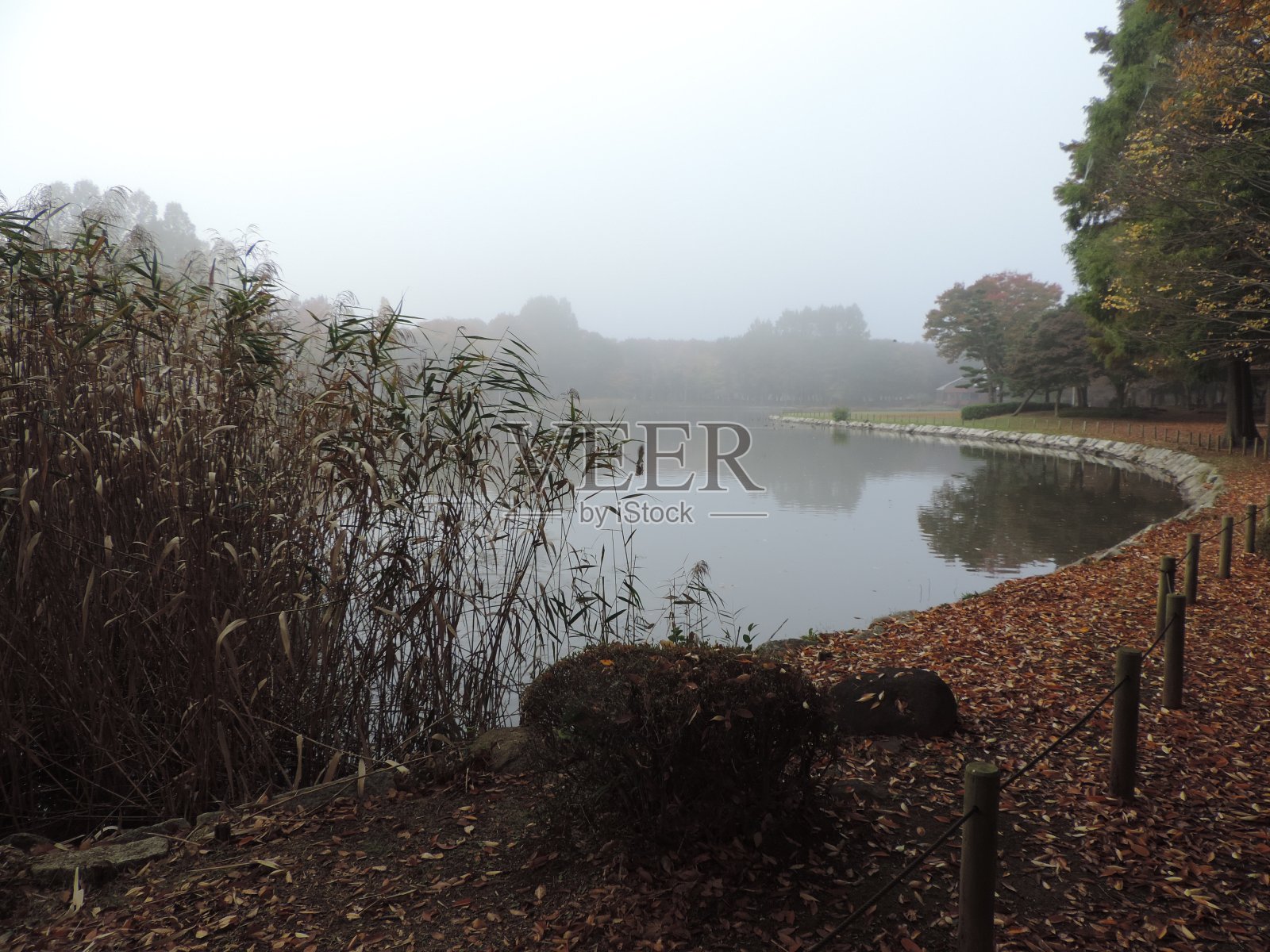日本。11月。清晨。照片摄影图片
