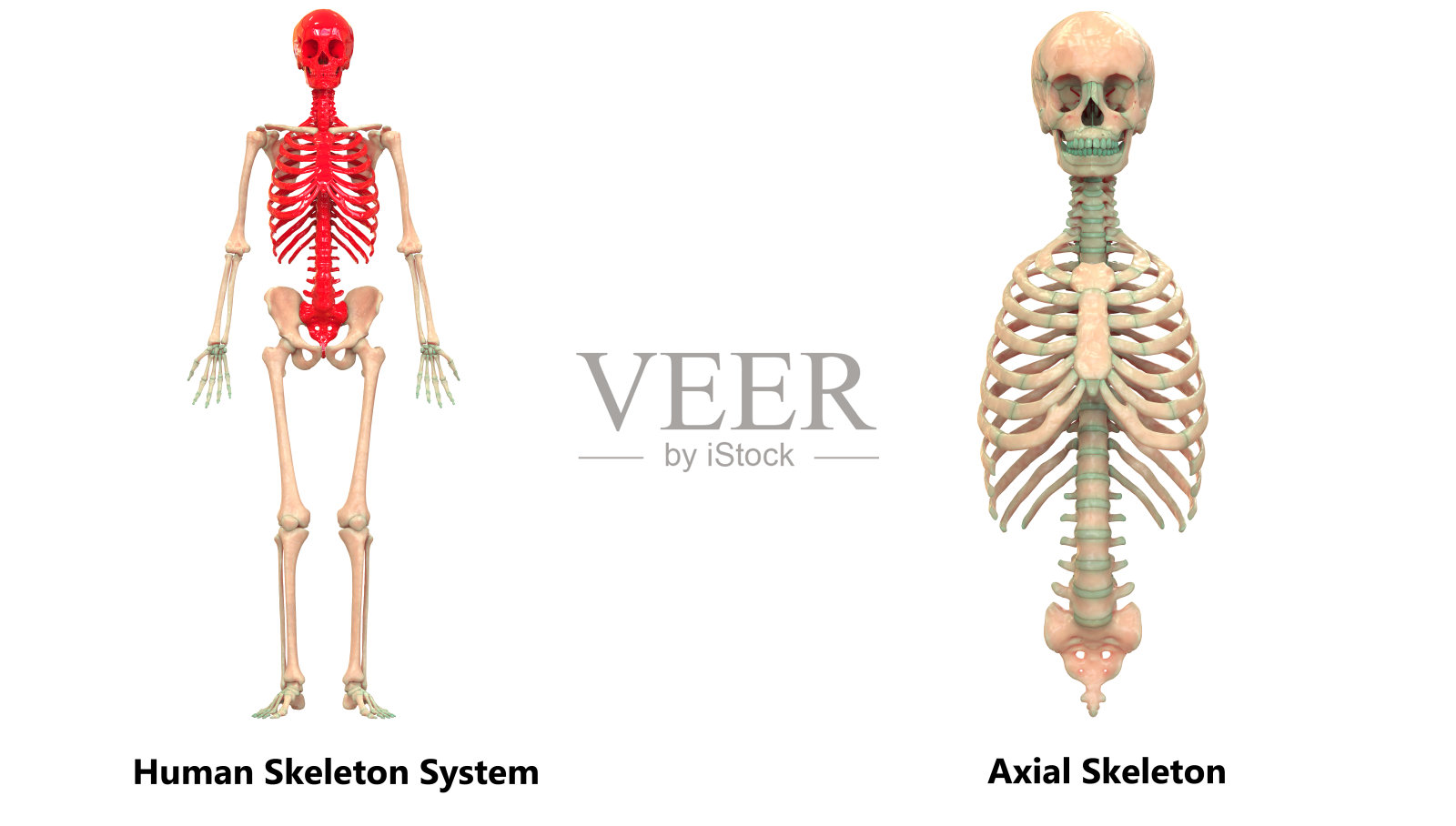 人体骨骼系统中轴骨骼解剖学照片摄影图片