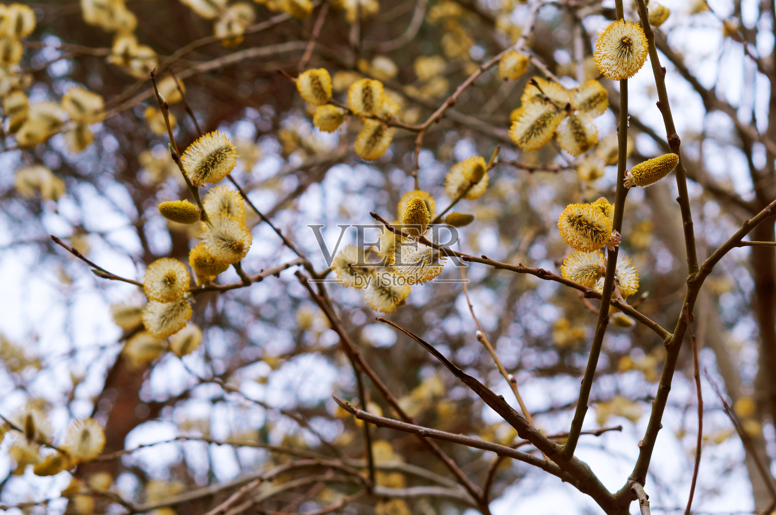开花的棕枝，树上黄芽，柳枝照片摄影图片