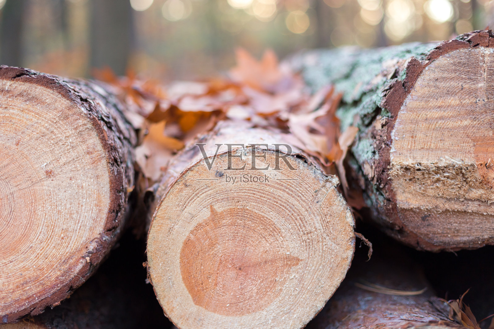 森林中砍伐的树木用于木材工业照片摄影图片