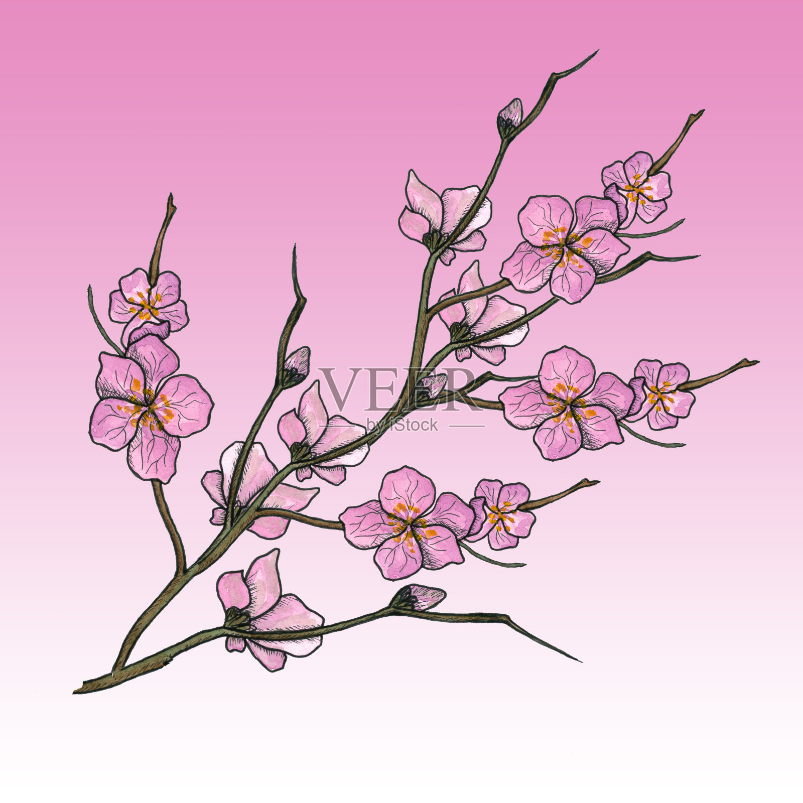 水彩画的春天盛开的树枝与粉红色的花朵，蓓蕾。插画图片素材