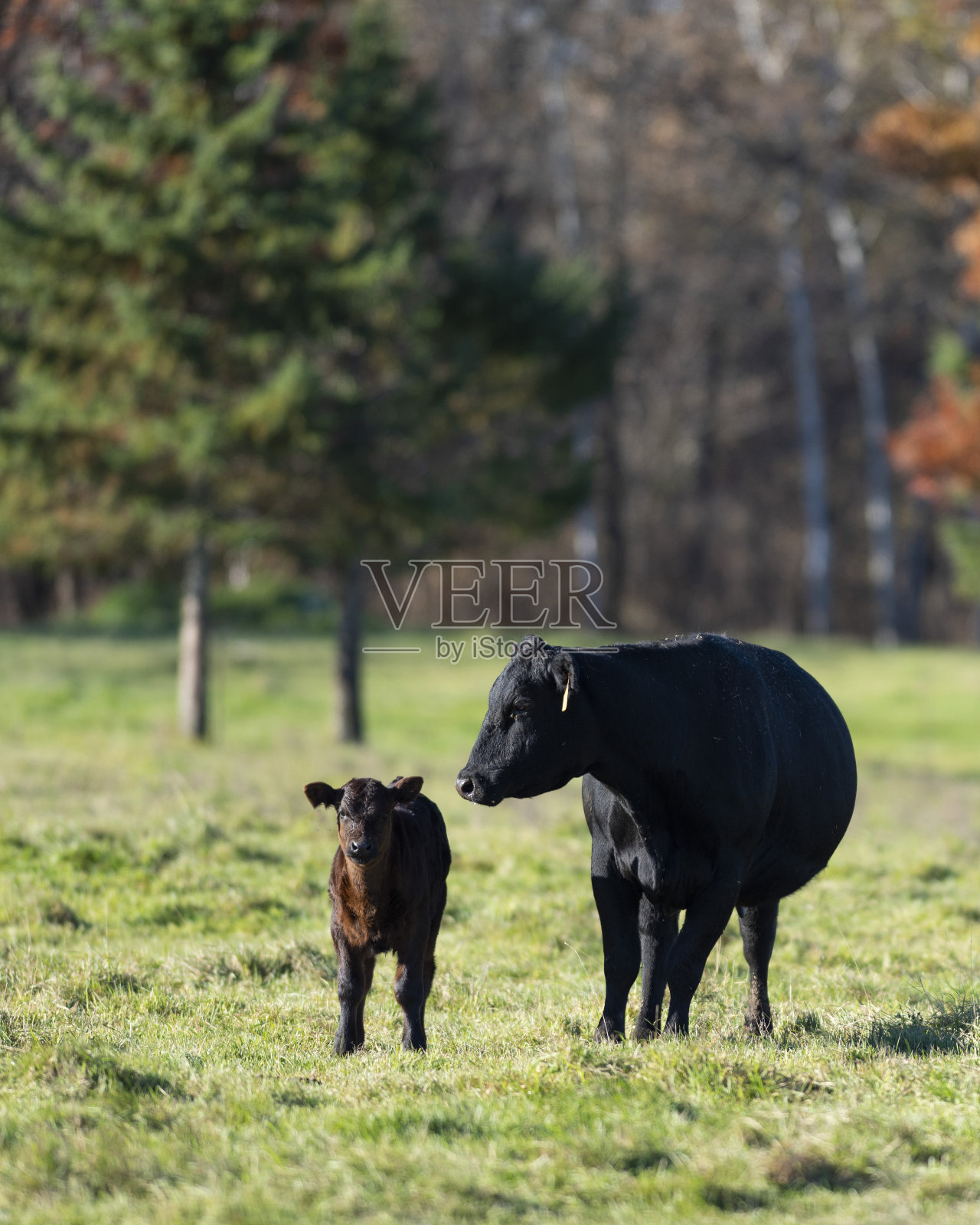 一头黑色安格斯母牛和她的小牛照片摄影图片