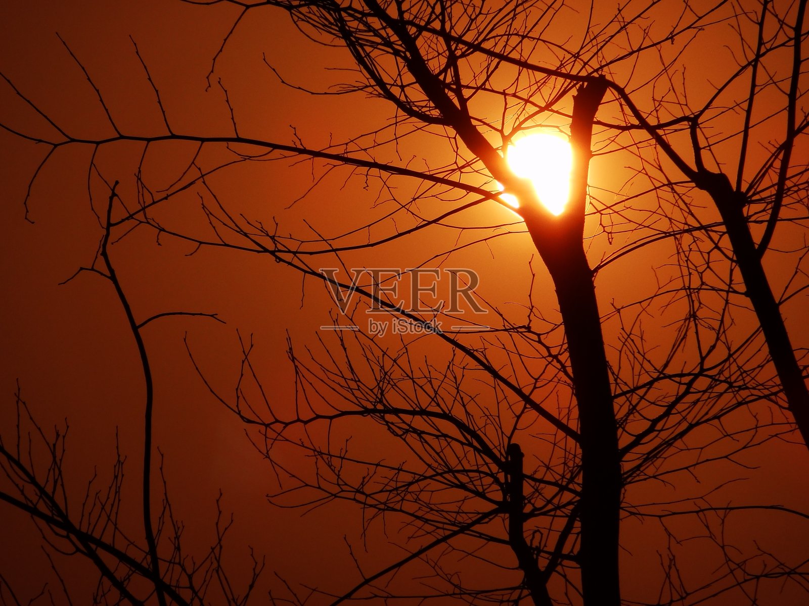太阳抓住了树VH544照片摄影图片
