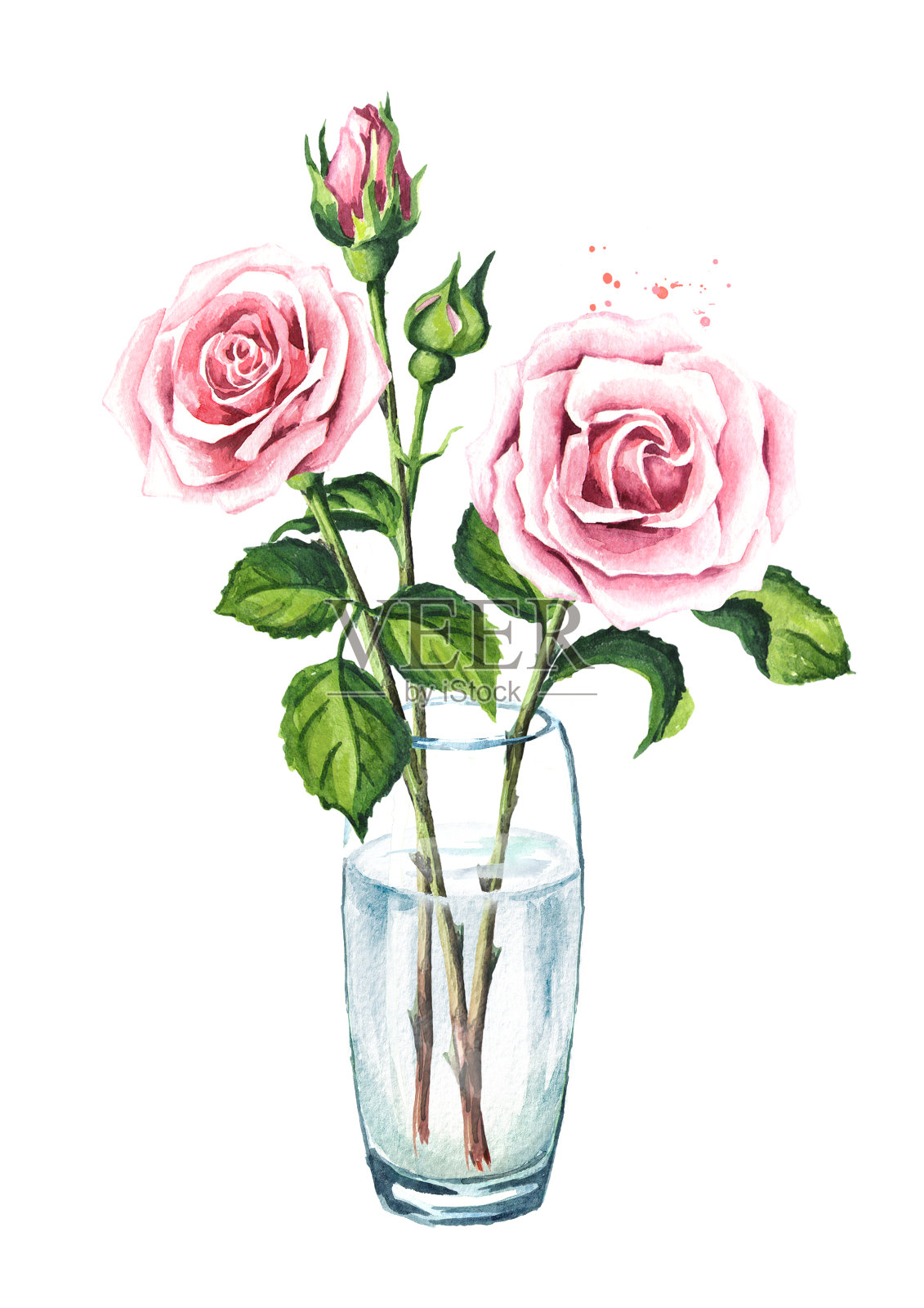 玻璃花瓶里有粉红色的玫瑰花。水彩手绘插图，孤立的白色背景插画图片素材