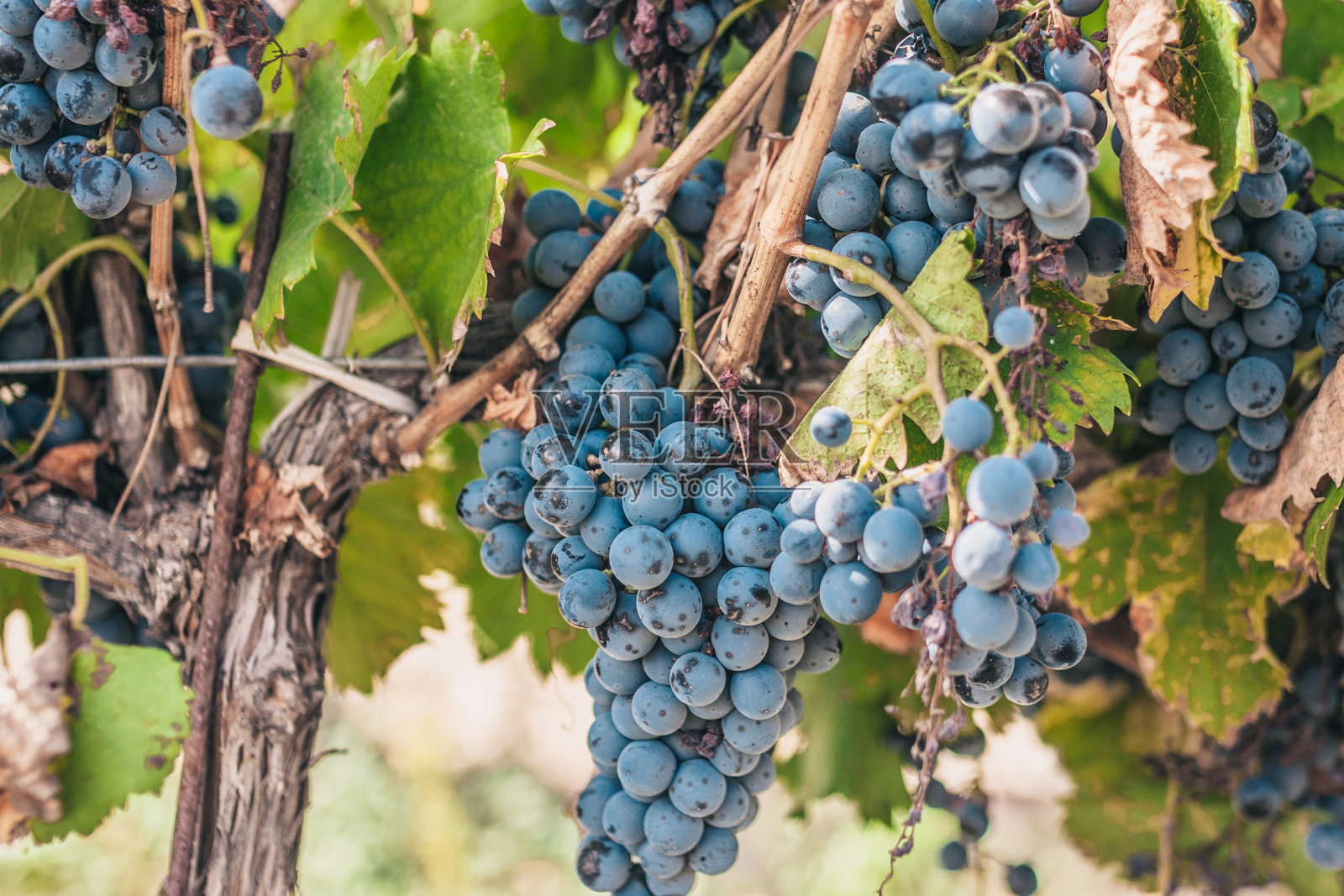 别致的成熟多汁大葡萄在一个葡萄园在普罗旺斯-鲁伯隆照片摄影图片