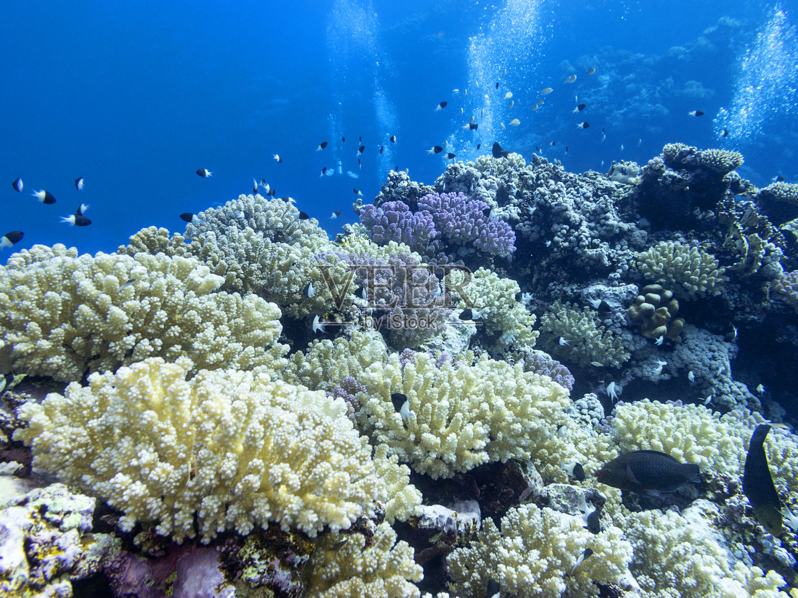 热带海底多彩的珊瑚礁，水下景观照片摄影图片