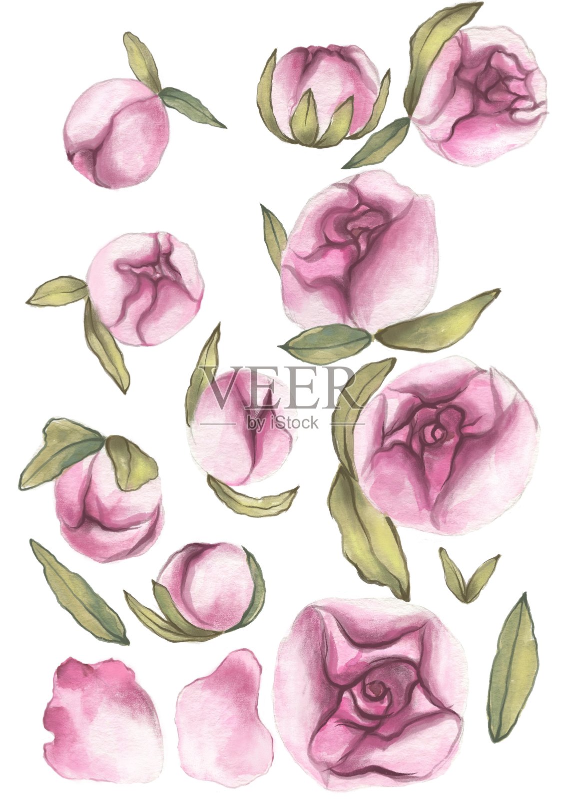 手绘水彩一套粉红色牡丹花与叶插画图片素材