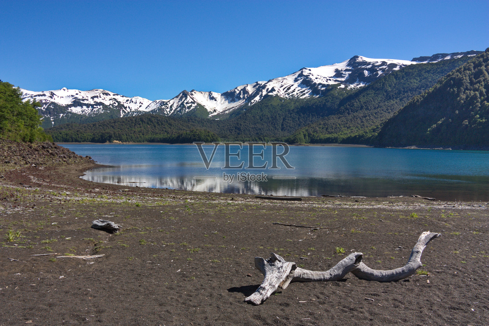 湖岸上的干枯树干，映衬着白雪覆盖的群山照片摄影图片