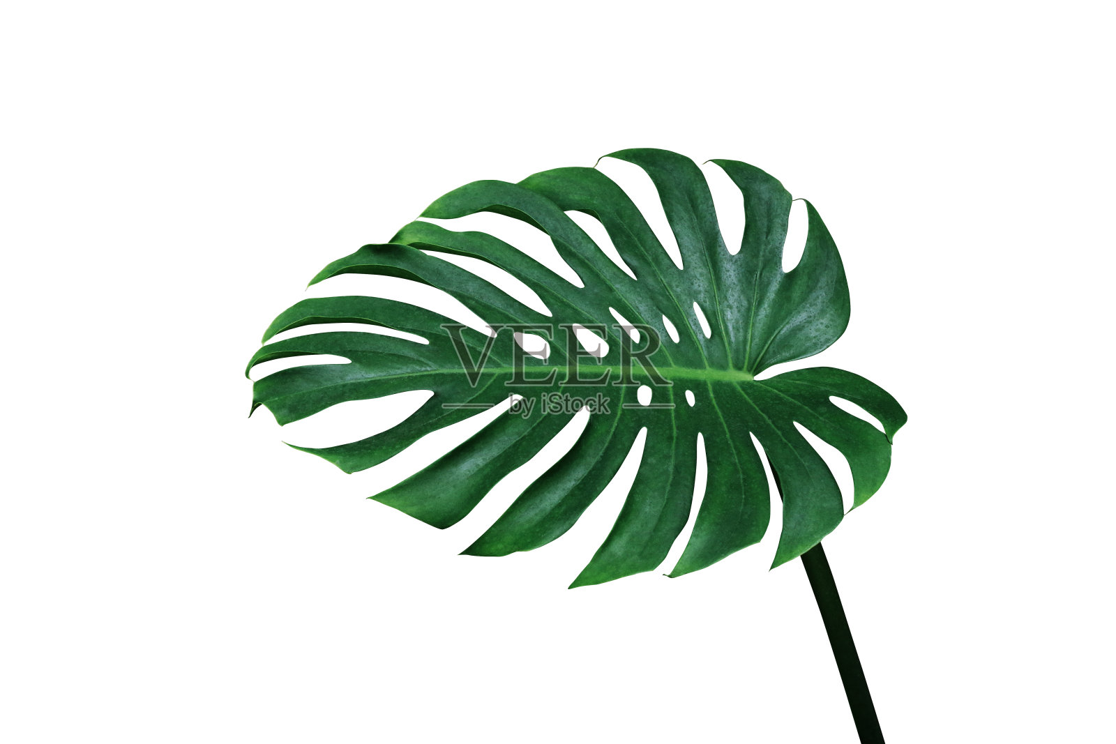 在白色背景上分离的热带叶生植物的绿叶，包括修剪路径。照片摄影图片