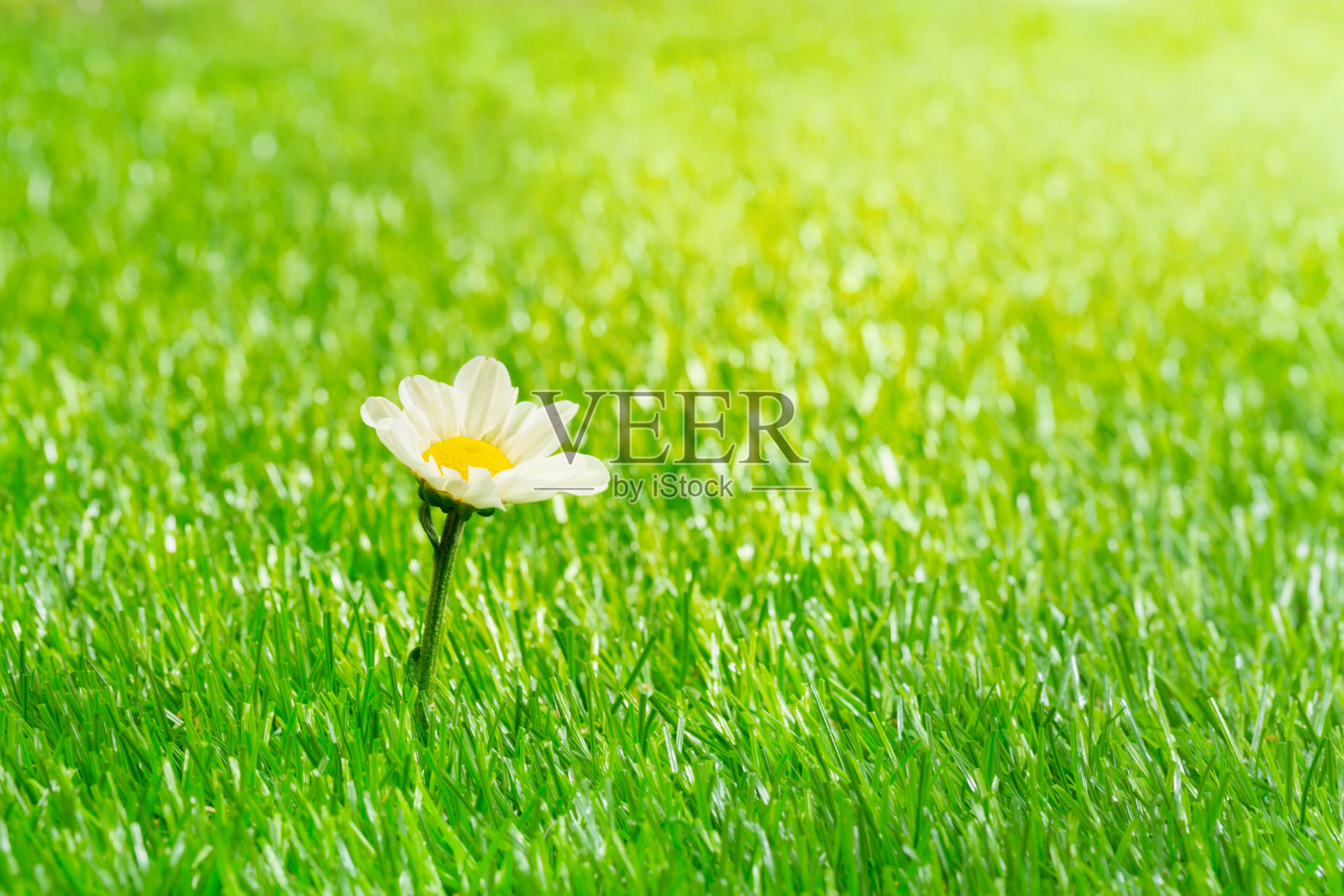 晨曦中绿草上可爱的小花照片摄影图片