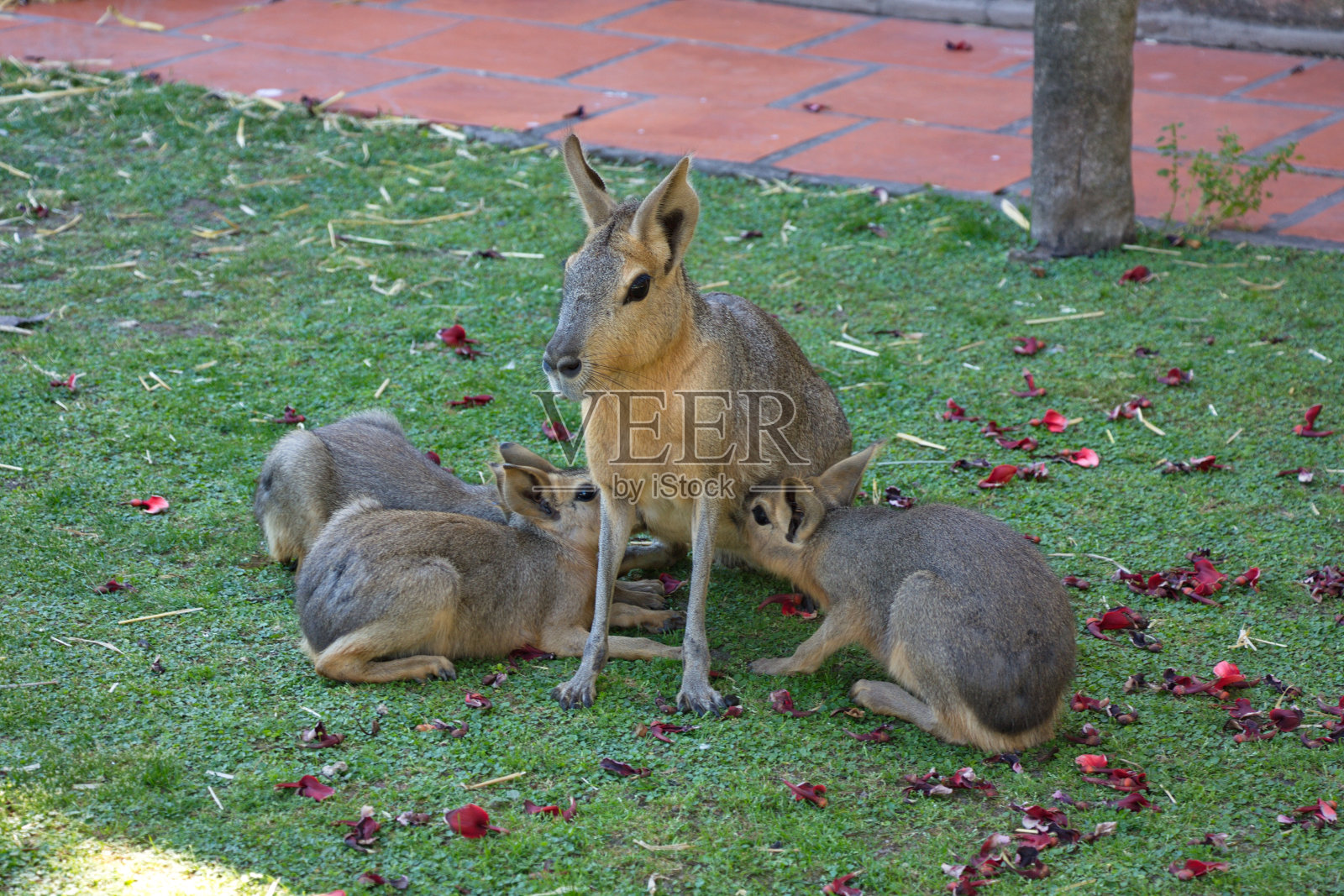 玛拉(巴塔哥尼亚野兔)和幼崽在布宜诺斯艾利斯的动物园照片摄影图片