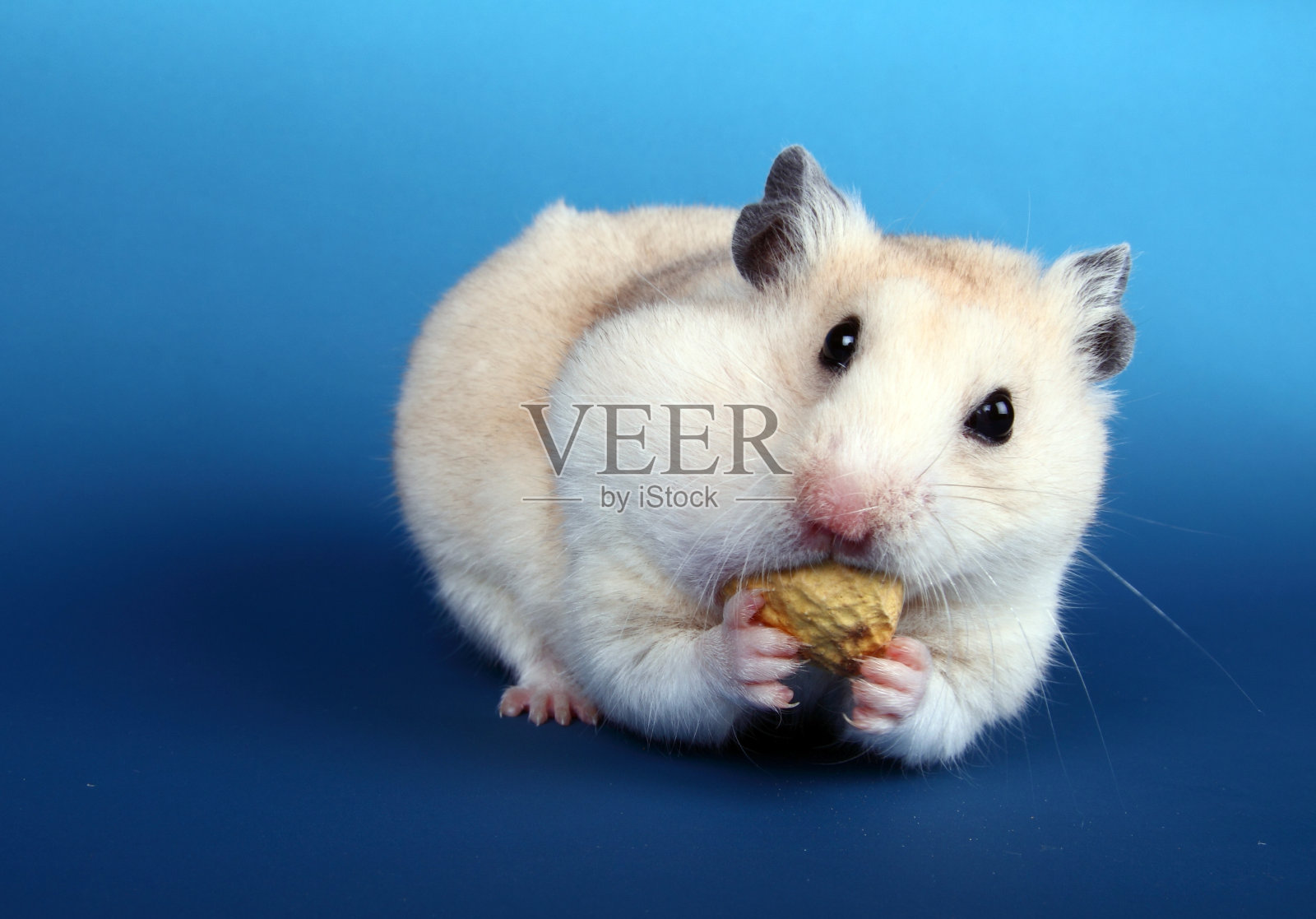 叙利亚仓鼠在吃花生照片摄影图片
